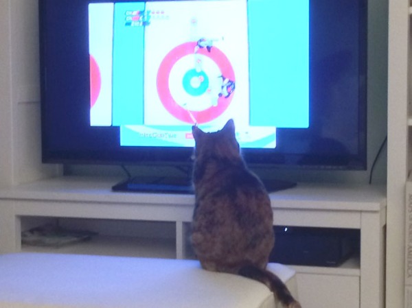 Even the cat loves curling!