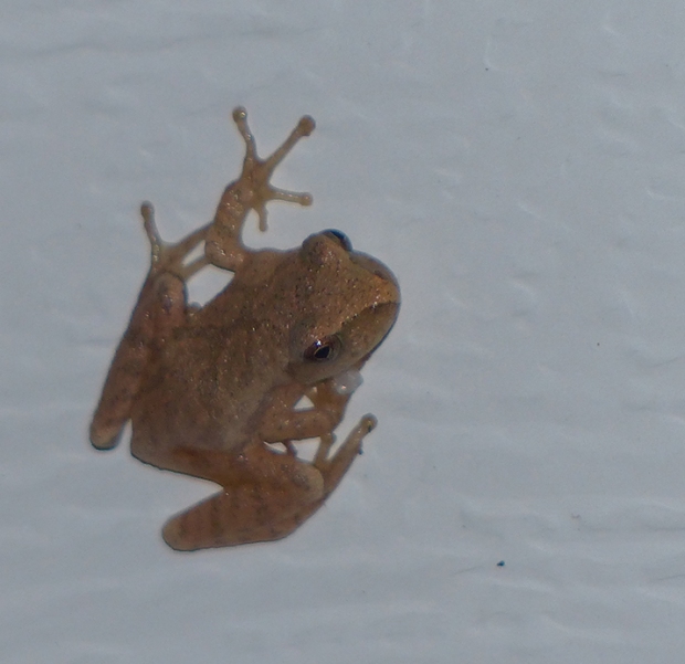 tiny frog 2018